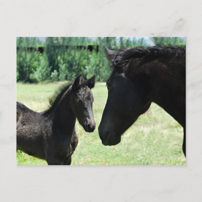 Horse love mom and baby postcard (Front)
