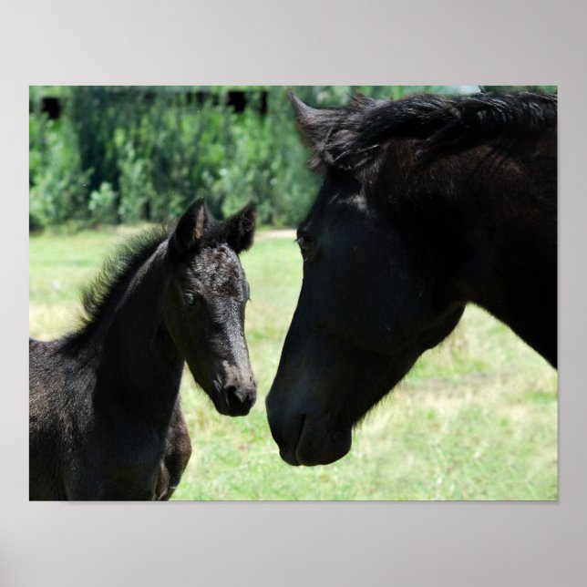 Horse love mom and baby poster (Front)