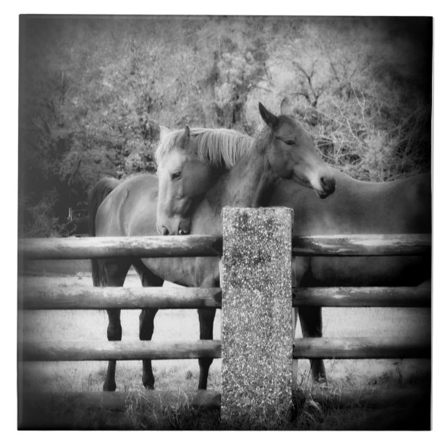 Horse Love - Pair of Horses in Loving Embrace Tile (Front)