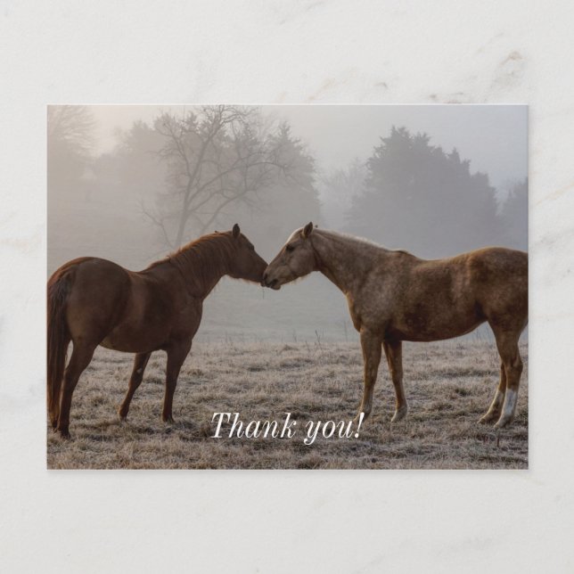 Horse Love Thank You Postcard (Front)