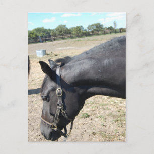 Horse Lover Postcard