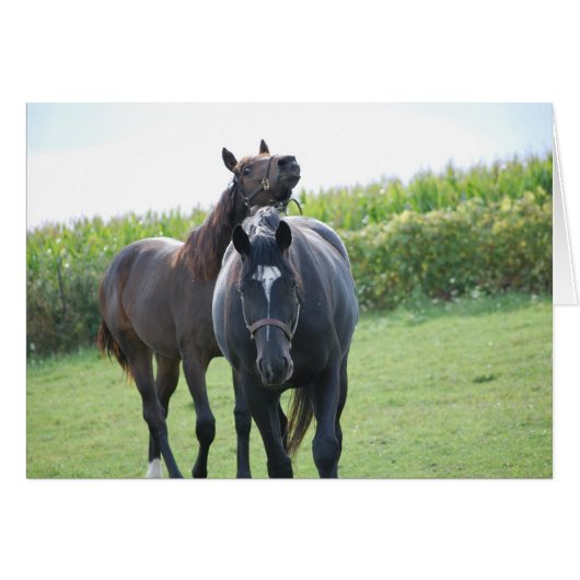 Horse Lovers Cards (Front Horizontal)