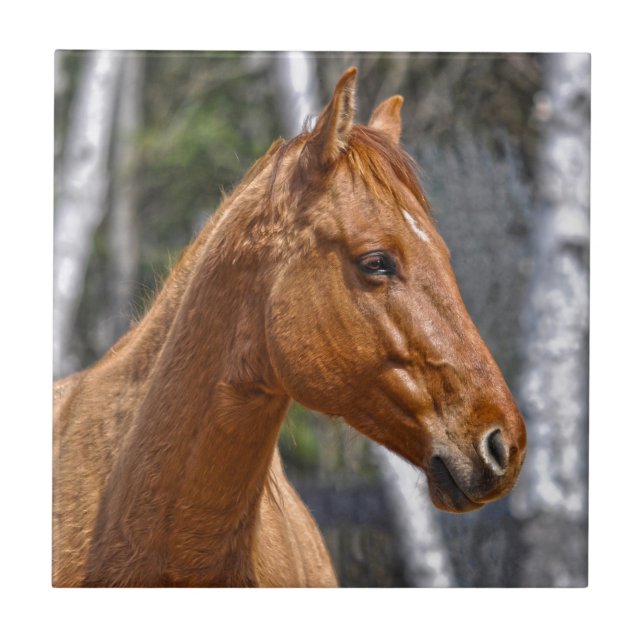 Horse-lover's Equine Animal Design Ceramic Tile (Front)