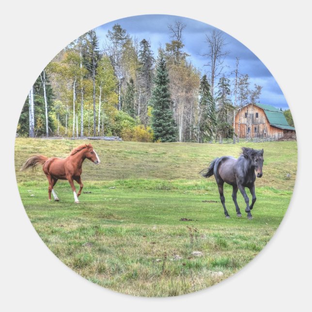 Horse-lover's Equine Photo on a BC Ranch Classic Round Sticker (Front)
