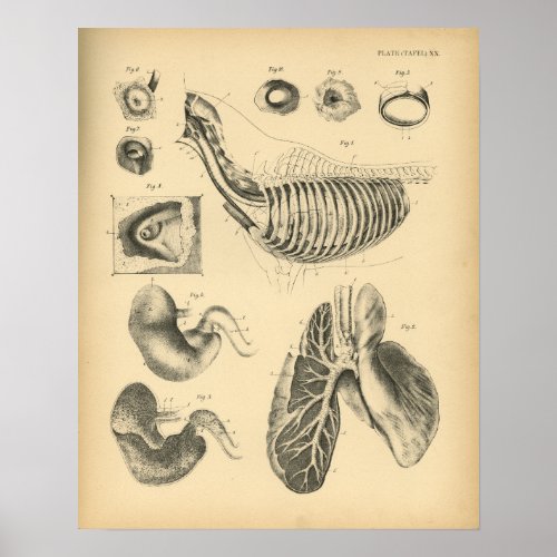Horse Lungs Chest Anatomy 1908 Vintage Print
