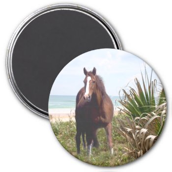 Horse Magnet Beach by horsesense at Zazzle