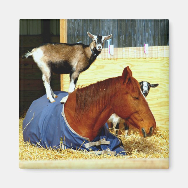 Horse Magnet Goat Magnet Funny Farm Photo (Front)