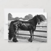 Horse modelling (Front)