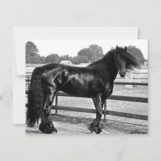 Horse modelling (Front)