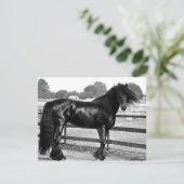 Horse modelling (Standing Front)