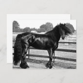 Horse modelling (Front/Back)