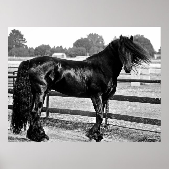 Horse modelling poster (Front)