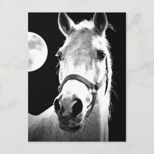 Horse & Moon Postcard