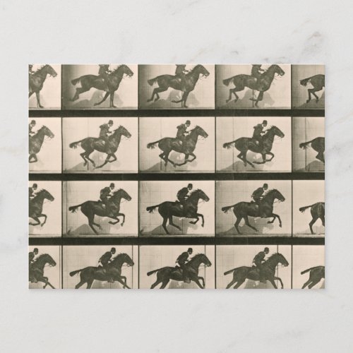 Horse Motion Vintage Photography Postcard