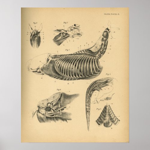 Horse Muscle Anatomy 1908 Vintage Print