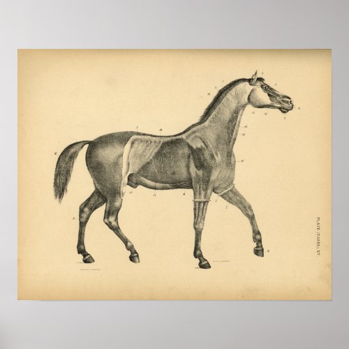 Horse Muscle Anatomy 1908 Vintage Print