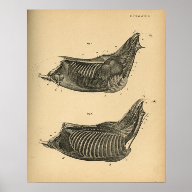 Horse Muscle Anatomy 1908 Vintage Print (Front)