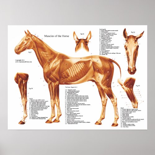 Horse Muscle Anatomy Chart