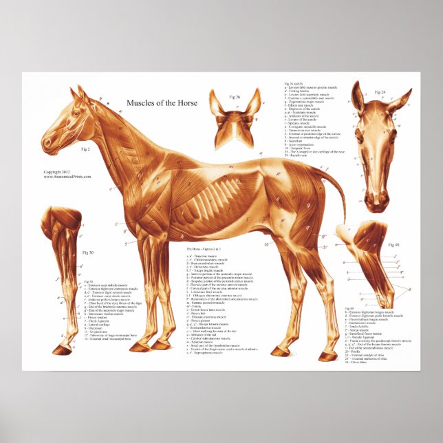 Horse Muscle Anatomy Chart (Front)