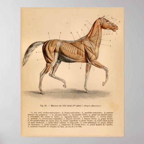 Horse Muscle Anatomy French Vintage Print