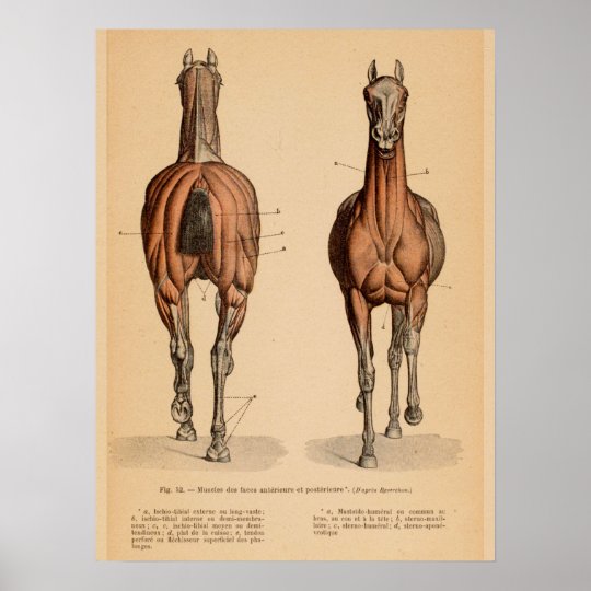 Horse Muscle Anatomy French Vintage Print