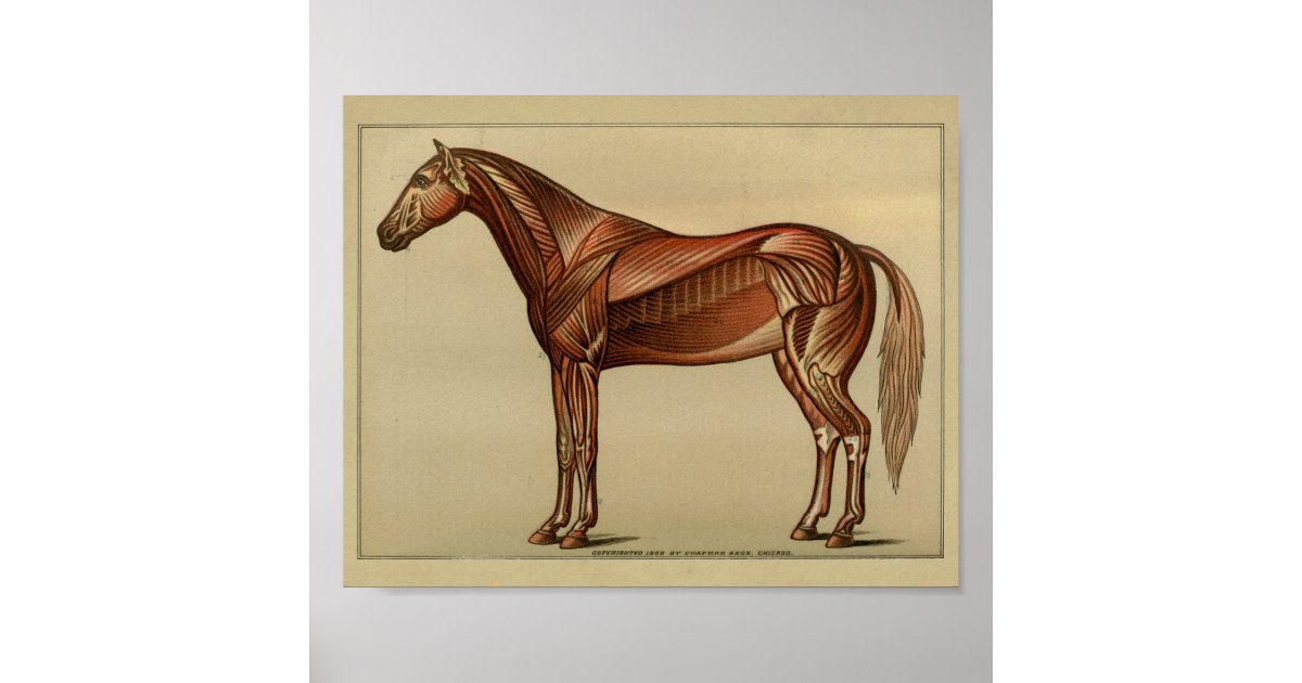 Horse Muscle Anatomy Print | Zazzle.com