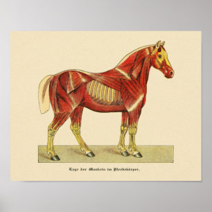 Horse Muscle Anatomy Print Vintage 1917