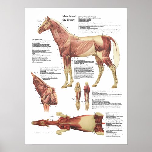 Horse Muscle Anatomy Veterinary Chart