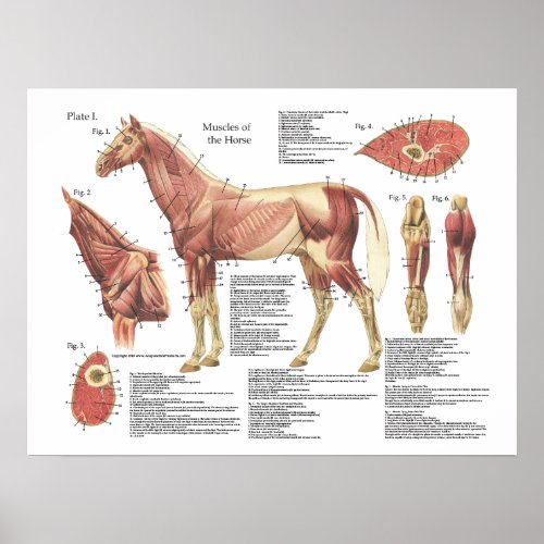 Horse Muscle Neck Shoulder Anatomy Chart