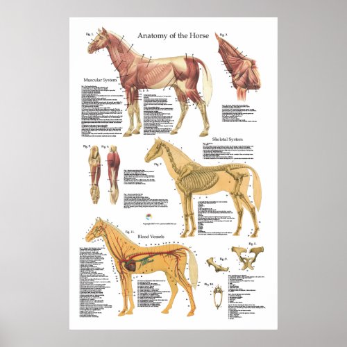 Horse Muscle Skeletal Anatomy Veterinary Chart