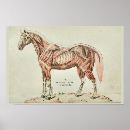Horse Muscle Vintage Anatomy Print