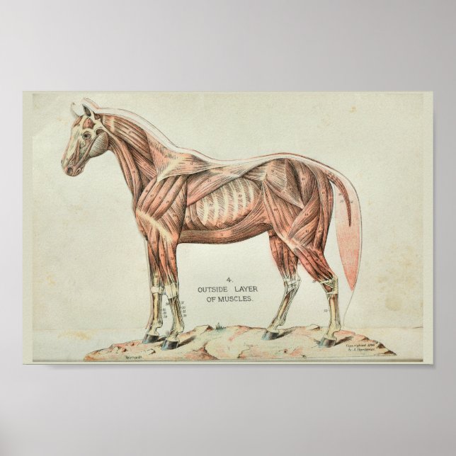 Horse Muscle Vintage Anatomy Print (Front)