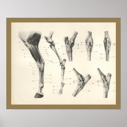 Horse Muscles Leg Bones Joints Anatomy Print