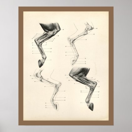 Horse Muscles Leg Bones Veterinary Anatomy Print