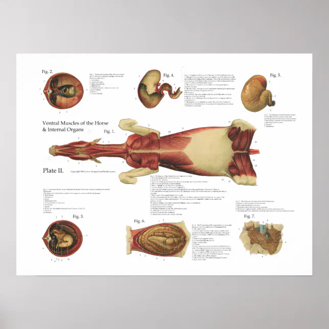 Horse Muscles Viscera Anatomy Poster Chart | Zazzle