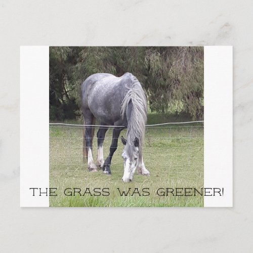 Horse n fence postcard