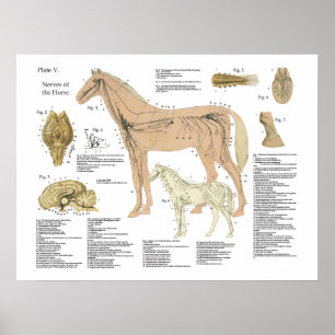 Horse Nervous System Anatomy Poster Chart