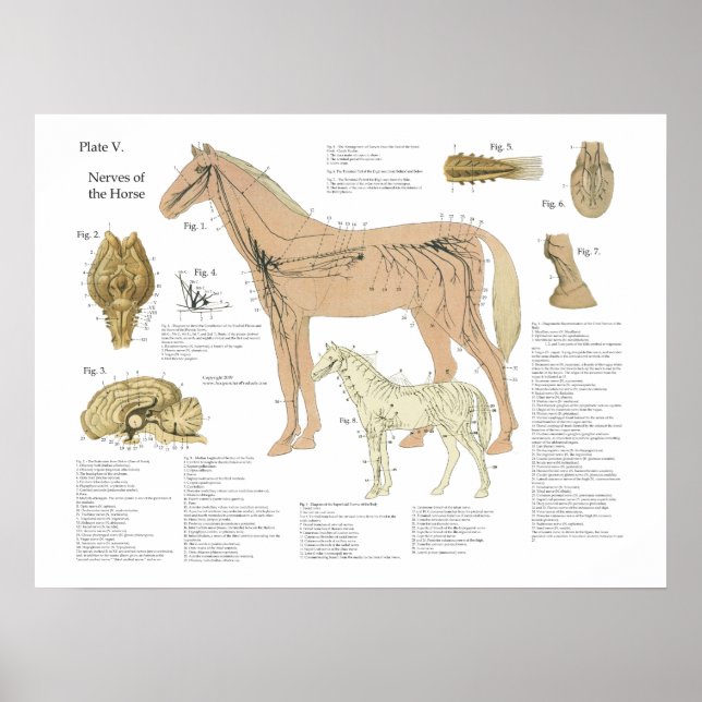 Horse Nervous System Anatomy Poster Chart (Front)