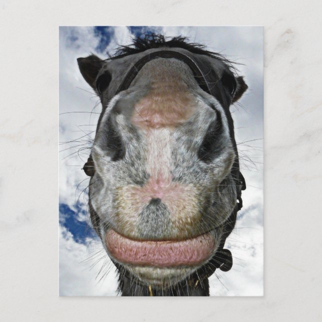 Horse Nose Knows! Funny Smiling Horse Postcard (Front)