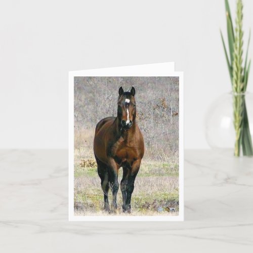 Horse Note Cards Blank