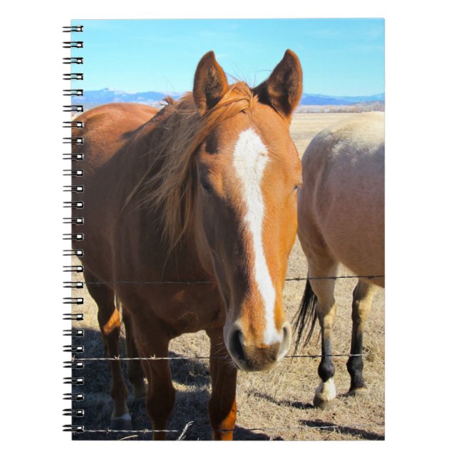 Horse Notebook (Front)