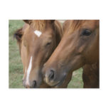 Horse Nuzzle Postcard