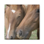 Horse Nuzzle Square Magnet