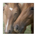 Horse Nuzzle Tile