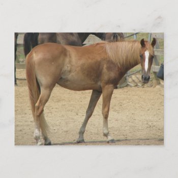 Horse On A Hot Day Postcard by iiiyaaa at Zazzle