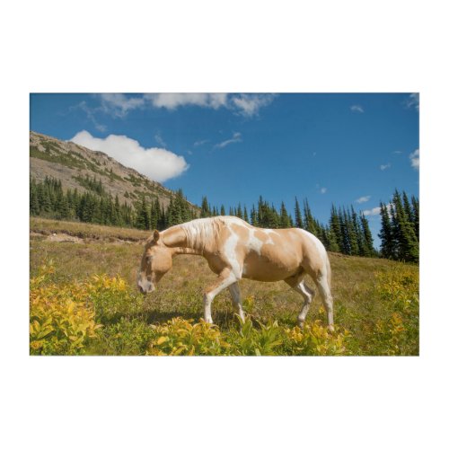 Horse on Grasses in an Alpine Meadow in Summer Acrylic Print