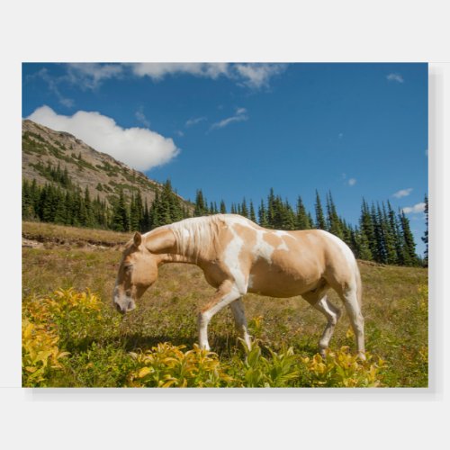 Horse on Grasses in an Alpine Meadow in Summer Foam Board