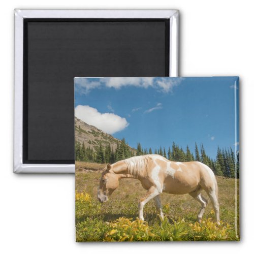 Horse on Grasses in an Alpine Meadow in Summer Magnet