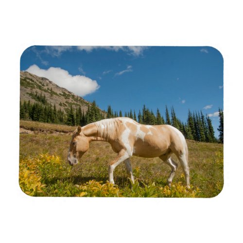 Horse on Grasses in an Alpine Meadow in Summer Magnet