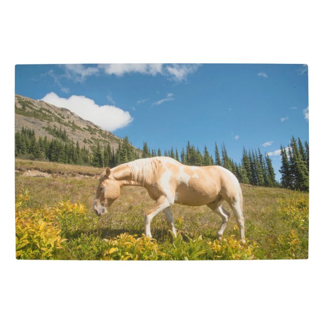 Horse on Grasses in an Alpine Meadow in Summer Metal Print (Front)